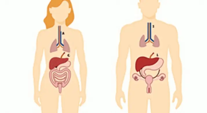 Saúde Hormonal: Alimentos que Equilibram o Corpo